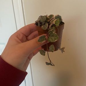 VARIEGATED string of hearts!